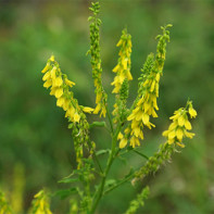 Foto de trèvol dolç 5