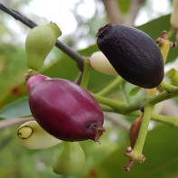 Bilde av jambolana 2