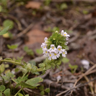Foto de Eyebright 5