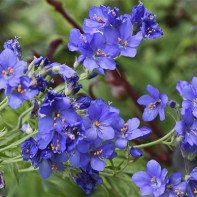 Bilde av cyanosis blue 3