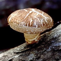 Photo Shiitake sopp 4