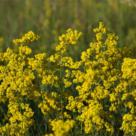 Bedstraw-foto