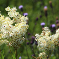 Foto de meadowsweet (meadowsweet)