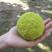 Bilde av adam apple 2