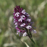 Bilde av Orchis 2