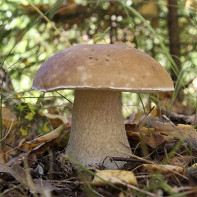 Foto de bolets de porcini 3