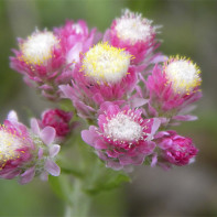 Bilde av kattens tass 4