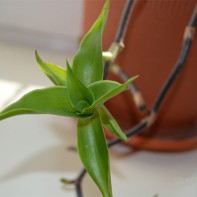 Kollisjonsbilde (gylden bart)