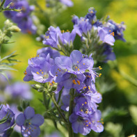 Bilde av cyanosis blue 2