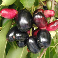 Bilde av jambolana 5