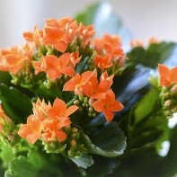 Bilde Kalanchoe 5