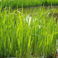 Foto pantà calamus 5