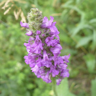 Foto de la lletra 4 inicial