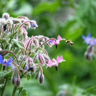 Bilde av agurkgress 3