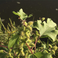 Foto d’una polla de fruita