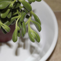 รูปต้นไม้เงิน 5