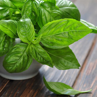 Basil Photo