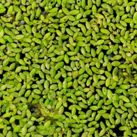 Foto d'herba d'ànec 2