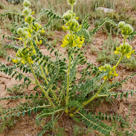Foto d'Astragalus