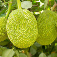 Foto de Jackfruit 2