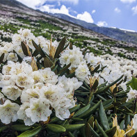 Foto de Rhododendron caucàsic 4
