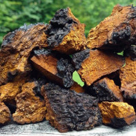 Foto del bolet de bedoll