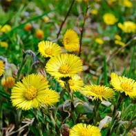 Bilde av coltsfoot