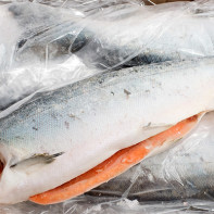 Foto de peix salmó coho 4