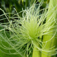 Foto av maisstigmas 2