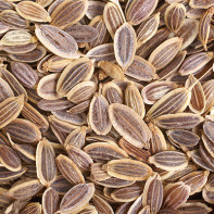 Photo llavors d’anet 4