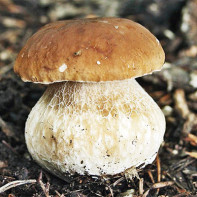Foto de bolets de porcini