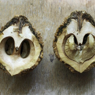 Bilde av svart valnøtt 3