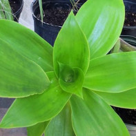 Kollisjonsfoto (gylden bart) 2