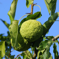 Bilde av adam apple 5