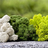 Bilde av Islandske Moss 5