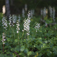 Bilde av Grushanka 2