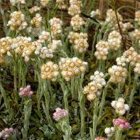 Bilde av kattens tass