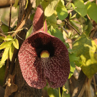 Bilde av kirkazona 3