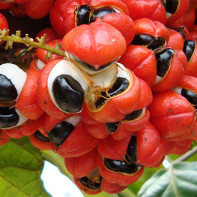Bilde av Guarana 4