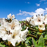 Foto de Rhododendron caucàsic 5