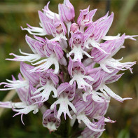 Bilde av Orchis 4