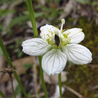 รูปภาพของ Belozor Marsh 5
