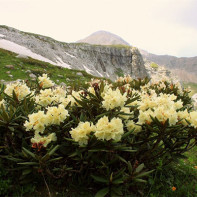 Foto de Rhododendron caucàsic