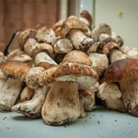 Foto de bolets de porcini 5