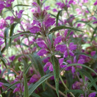 Foto de l'herba popper