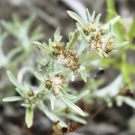 Bilde av sushnitsy 5