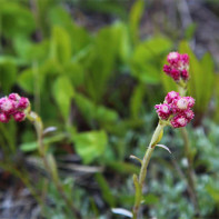 Bilde av kattens tass 5