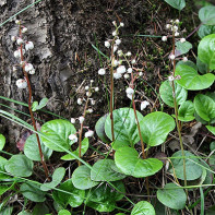 Bilde av Grushanka 3