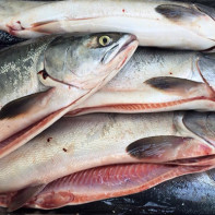 Foto av en rosa laks