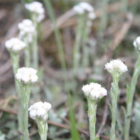 Bilde av kattens tass 3